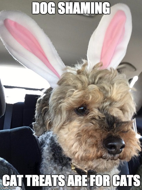 dog shaming | DOG SHAMING; CAT TREATS ARE FOR CATS | image tagged in dogs,easter bunny | made w/ Imgflip meme maker