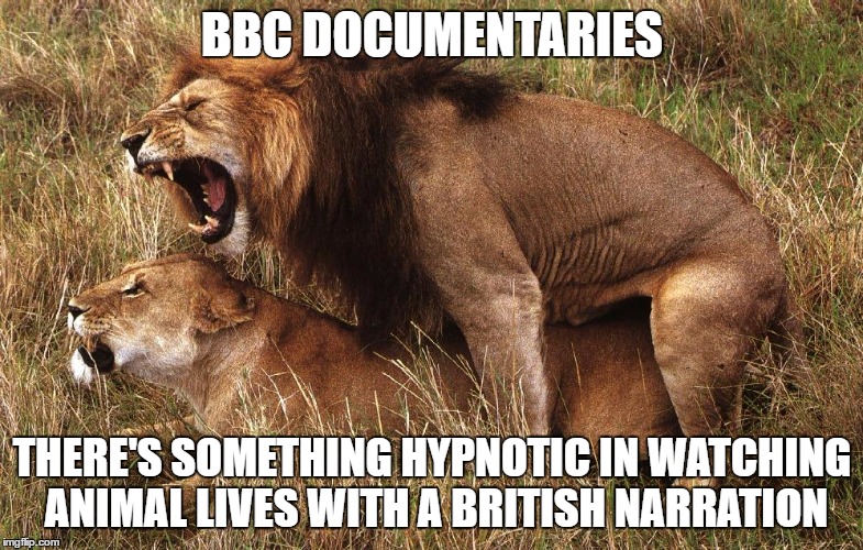 bbc | BBC DOCUMENTARIES; THERE'S SOMETHING HYPNOTIC IN WATCHING ANIMAL LIVES WITH A BRITISH NARRATION | image tagged in bbc | made w/ Imgflip meme maker
