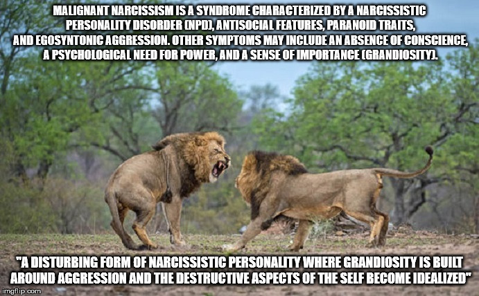 Malignant narcissism | MALIGNANT NARCISSISM IS A SYNDROME CHARACTERIZED BY A NARCISSISTIC PERSONALITY DISORDER (NPD), ANTISOCIAL FEATURES, PARANOID TRAITS, AND EGOSYNTONIC AGGRESSION. OTHER SYMPTOMS MAY INCLUDE AN ABSENCE OF CONSCIENCE, A PSYCHOLOGICAL NEED FOR POWER, AND A SENSE OF IMPORTANCE (GRANDIOSITY). "A DISTURBING FORM OF NARCISSISTIC PERSONALITY WHERE GRANDIOSITY IS BUILT AROUND AGGRESSION AND THE DESTRUCTIVE ASPECTS OF THE SELF BECOME IDEALIZED" | image tagged in malignant narcissism,lion | made w/ Imgflip meme maker