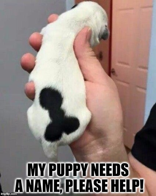 Any Name Suggestion for our Puppy? | MY PUPPY NEEDS A NAME, PLEASE HELP! | image tagged in memes,dogs,animals,funny,puppy,funny names | made w/ Imgflip meme maker