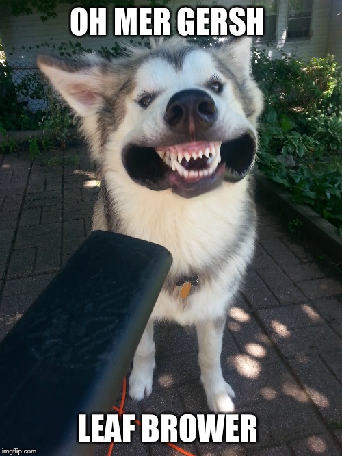 He likes leaf blowers | OH MER GERSH; LEAF BROWER | image tagged in husky,funny | made w/ Imgflip meme maker
