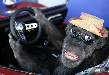 Monkey driver Blank Meme Template