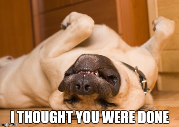 Sleeping dog | I THOUGHT YOU WERE DONE | image tagged in sleeping dog | made w/ Imgflip meme maker