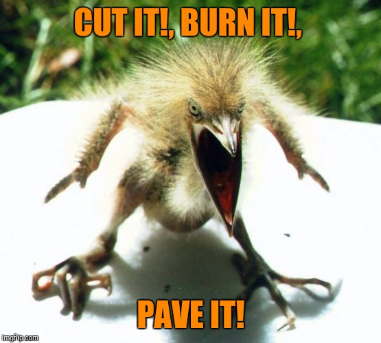 Unpleasant Bird | CUT IT!, BURN IT!, PAVE IT! | image tagged in unpleasant bird | made w/ Imgflip meme maker