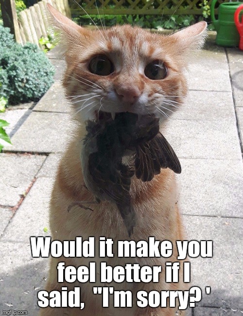 Would it make you feel better if I said,  "I'm sorry? ' | made w/ Imgflip meme maker