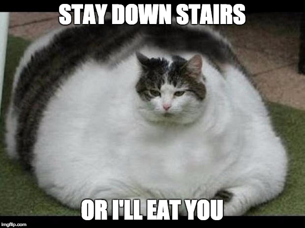 fat cat 2 | STAY DOWN STAIRS; OR I'LL EAT YOU | image tagged in fat cat 2 | made w/ Imgflip meme maker