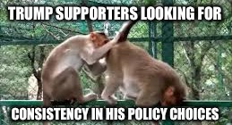 Monkey See, Monkey Doo | TRUMP SUPPORTERS LOOKING FOR; CONSISTENCY IN HIS POLICY CHOICES | image tagged in monkey see,donald trump,trump | made w/ Imgflip meme maker