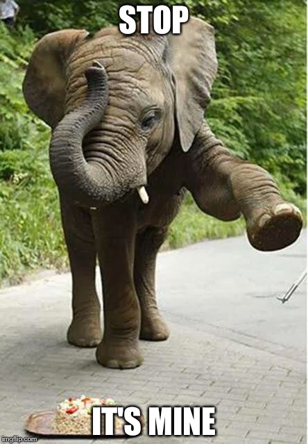Baby Elephant Birthday | STOP; IT'S MINE | image tagged in baby elephant birthday | made w/ Imgflip meme maker