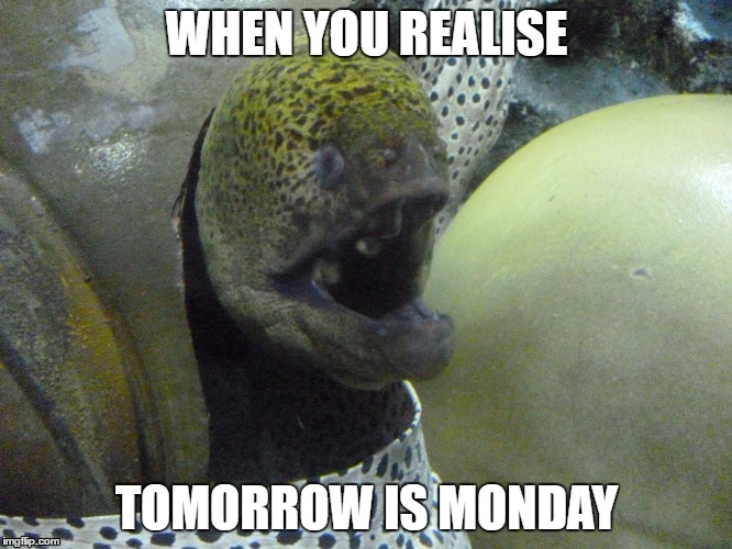 WHYYYY? | WHEN YOU REALISE; TOMORROW IS MONDAY | image tagged in monday,shocked | made w/ Imgflip meme maker