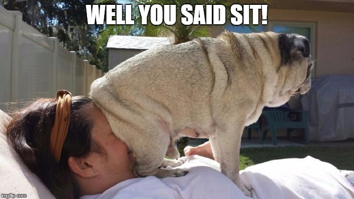 Well you said sit! | WELL YOU SAID SIT! | image tagged in sit,funny pug,dog sitting on face | made w/ Imgflip meme maker