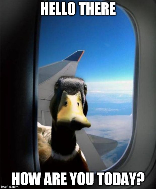 Image tagged in duck,flying,plane,soul stare,funny,how ...