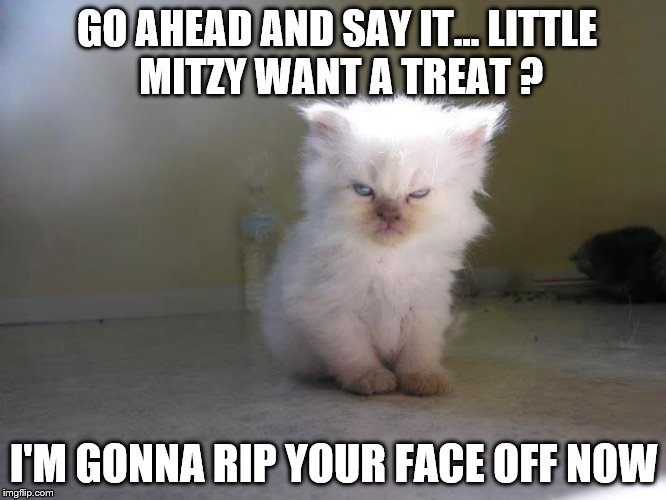 Disgruntled Cat | GO AHEAD AND SAY IT...
LITTLE MITZY WANT A TREAT ? I'M GONNA RIP YOUR FACE OFF NOW | image tagged in disgruntled cat | made w/ Imgflip meme maker