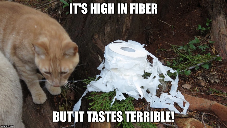 What is this cat thinking? | IT'S HIGH IN FIBER; BUT IT TASTES TERRIBLE! | image tagged in funny cat memes | made w/ Imgflip meme maker