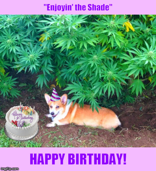 A Birthday Card With A Cannabis Loving Corgi | image tagged in corgi,marijuana,cannabis,pot,birthday,happy birthday | made w/ Imgflip meme maker