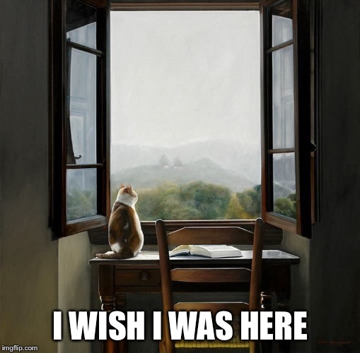 I WISH I WAS HERE | image tagged in memes,cat,window,desk | made w/ Imgflip meme maker