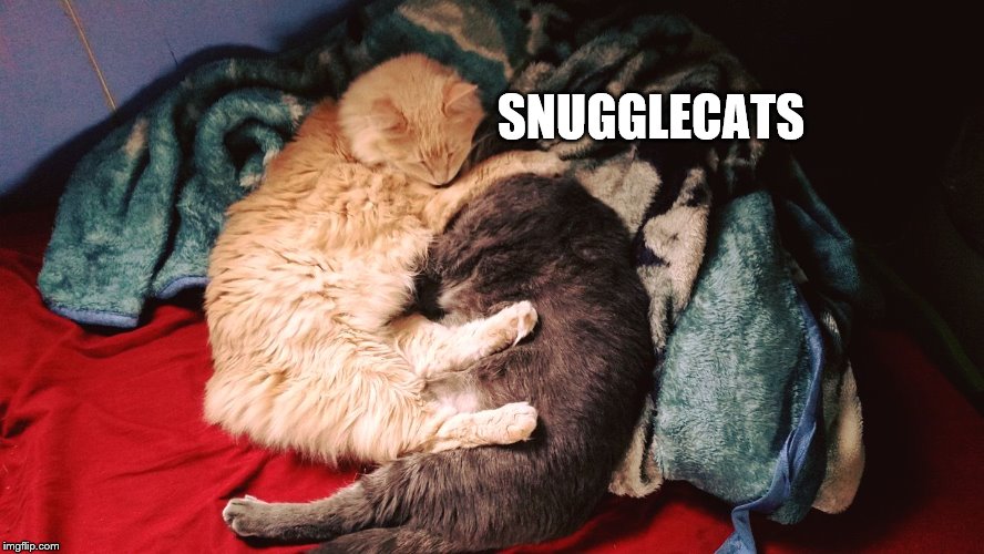 Snugglecats | SNUGGLECATS | image tagged in snugglecats | made w/ Imgflip meme maker