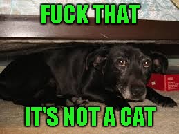 F**K THAT IT'S NOT A CAT | made w/ Imgflip meme maker