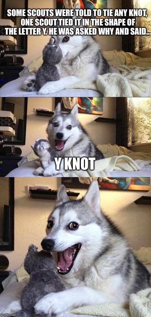 Bad Pun Dog | SOME SCOUTS WERE TOLD TO TIE ANY KNOT, ONE SCOUT TIED IT IN THE SHAPE OF THE LETTER Y. HE WAS ASKED WHY AND SAID... Y KNOT | image tagged in memes,bad pun dog | made w/ Imgflip meme maker