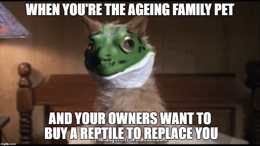 WHEN YOU'RE THE AGEING FAMILY PET; AND YOUR OWNERS WANT TO BUY A REPTILE TO REPLACE YOU | image tagged in when you're the ageing family pet and your owners want to buy a | made w/ Imgflip meme maker