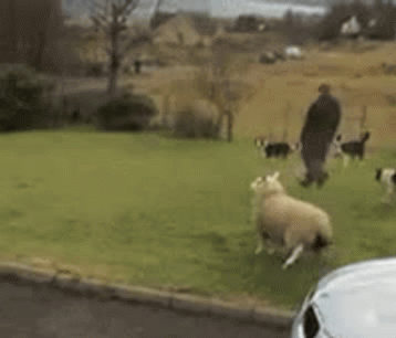 If sheep weren't raised with sheep they'd learn new things | image tagged in gifs,sheep,border collie | made w/ Imgflip video-to-gif maker