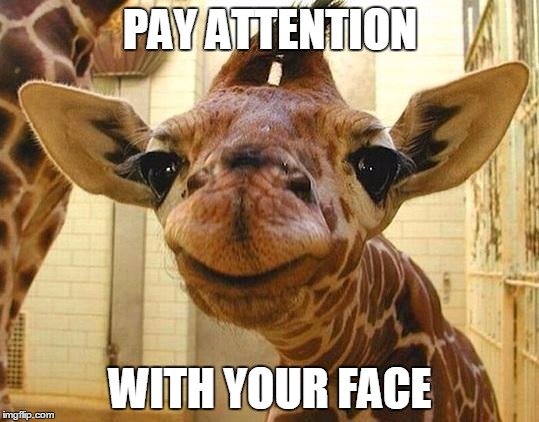 Giraffee | PAY ATTENTION; WITH YOUR FACE | image tagged in giraffee | made w/ Imgflip meme maker
