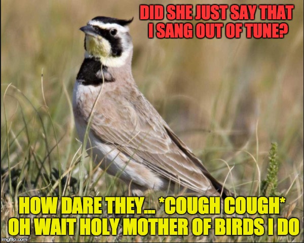 When birds get insulted by Juliet | DID SHE JUST SAY THAT I SANG OUT OF TUNE? HOW DARE THEY... *COUGH COUGH* OH WAIT HOLY MOTHER OF BIRDS I DO | image tagged in funny animals,animals,smart animals,romeo and juliet | made w/ Imgflip meme maker
