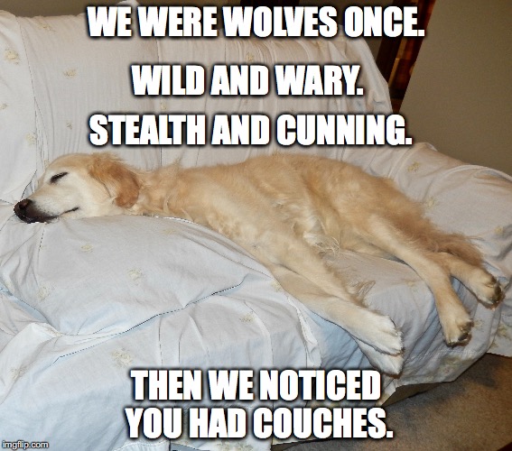 we were wolves once | WE WERE WOLVES ONCE. WILD AND WARY. STEALTH AND CUNNING. THEN WE NOTICED YOU HAD COUCHES. | image tagged in dogs | made w/ Imgflip meme maker