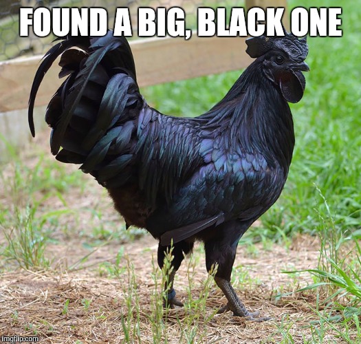 FOUND A BIG, BLACK ONE | made w/ Imgflip meme maker