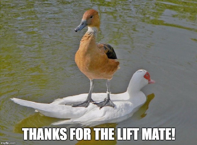 Thanks for the lift mate! | THANKS FOR THE LIFT MATE! | image tagged in thanks for the lift,funny duck,duck | made w/ Imgflip meme maker
