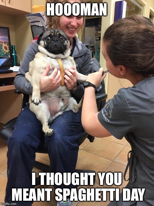 Spa Day | HOOOMAN; I THOUGHT YOU MEANT SPAGHETTI DAY | image tagged in funny,pugs,spaghetti,always sunny | made w/ Imgflip meme maker