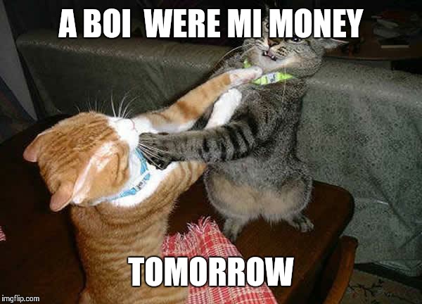 Two cats fighting for real | A BOI  WERE MI MONEY; TOMORROW | image tagged in two cats fighting for real | made w/ Imgflip meme maker