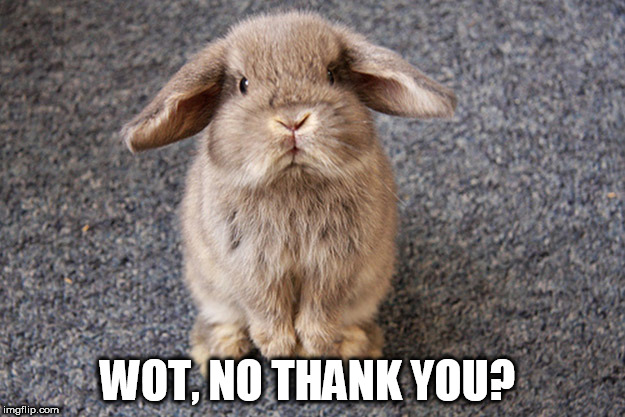 sad rabbit  | WOT, NO THANK YOU? | image tagged in disappointed rabbit | made w/ Imgflip meme maker