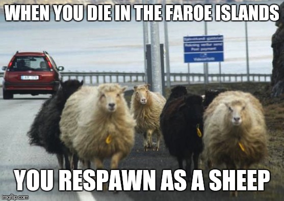 Fact. | WHEN YOU DIE IN THE FAROE ISLANDS; YOU RESPAWN AS A SHEEP | image tagged in faroe islands,faroes,sheep,denmark,scandinavia | made w/ Imgflip meme maker