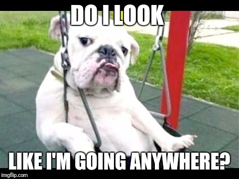 Skeptical dog | DO I LOOK LIKE I'M GOING ANYWHERE? | image tagged in skeptical dog | made w/ Imgflip meme maker