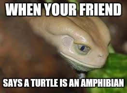 WHEN YOUR FRIEND; SAYS A TURTLE IS AN AMPHIBIAN | image tagged in hello darkness my old friend,sadness,memes | made w/ Imgflip meme maker