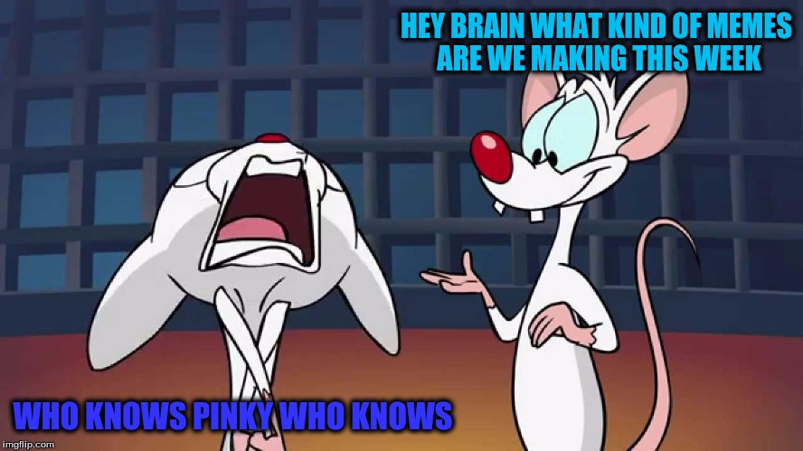 HEY BRAIN WHAT KIND OF MEMES ARE WE MAKING THIS WEEK WHO KNOWS PINKY WHO KNOWS | made w/ Imgflip meme maker