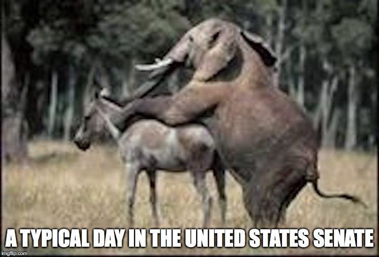 Elephant Humping a Donkey | A TYPICAL DAY IN THE UNITED STATES SENATE | image tagged in elephant,donkey,senate,memes | made w/ Imgflip meme maker