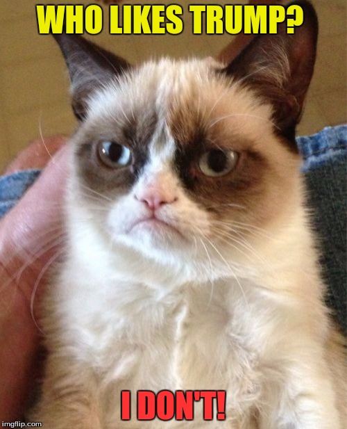 Grumpy Cat | WHO LIKES TRUMP? I DON'T! | image tagged in memes,grumpy cat | made w/ Imgflip meme maker