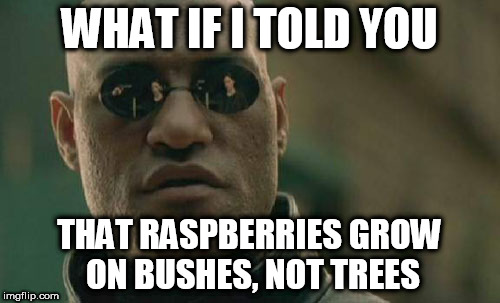 Matrix Morpheus Meme | WHAT IF I TOLD YOU THAT RASPBERRIES GROW ON BUSHES, NOT TREES | image tagged in memes,matrix morpheus | made w/ Imgflip meme maker