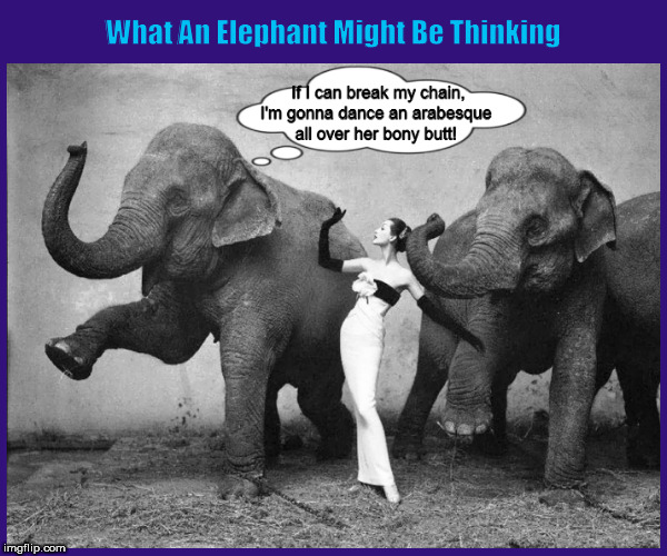What An Elephant Might Be Thinking | image tagged in dancing elephants,elephant,dovima with elephants,funny,memes,dancer | made w/ Imgflip meme maker
