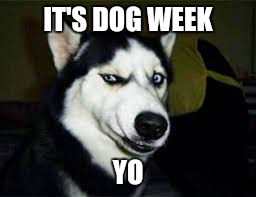 Dog Week a tiger.leo event  | IT'S DOG WEEK; YO | image tagged in dog week | made w/ Imgflip meme maker