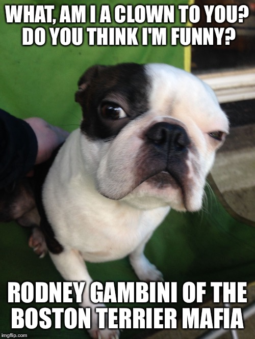 WHAT, AM I A CLOWN TO YOU? DO YOU THINK I'M FUNNY? RODNEY GAMBINI OF THE BOSTON TERRIER MAFIA | image tagged in rodney the boston | made w/ Imgflip meme maker