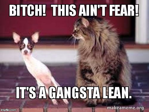 Gangsta lean | image tagged in cats | made w/ Imgflip meme maker