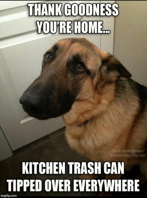 While you were gone. (A Dog Week thingy) | H | image tagged in dog week | made w/ Imgflip meme maker