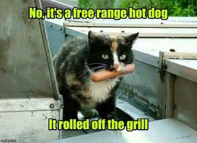 Hot dog week!  | H | image tagged in dog week,hot dog week | made w/ Imgflip meme maker