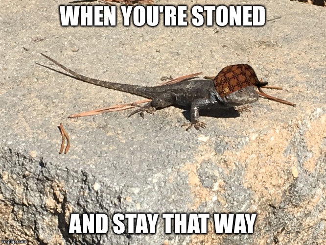 Stoner gecko | WHEN YOU'RE STONED; AND STAY THAT WAY | image tagged in scumbag,stoned | made w/ Imgflip meme maker