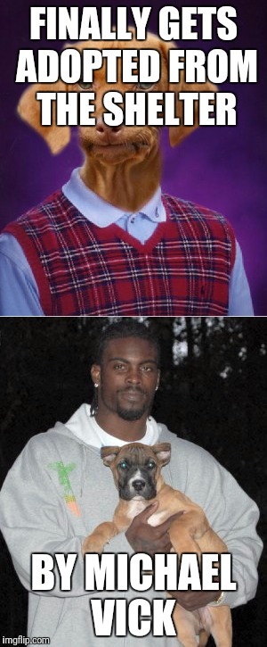 Dog week!!! Bad luck Raydog gets it this time! | FINALLY GETS ADOPTED FROM THE SHELTER; BY MICHAEL VICK | image tagged in dog week,bad luck raydog,michael vick | made w/ Imgflip meme maker