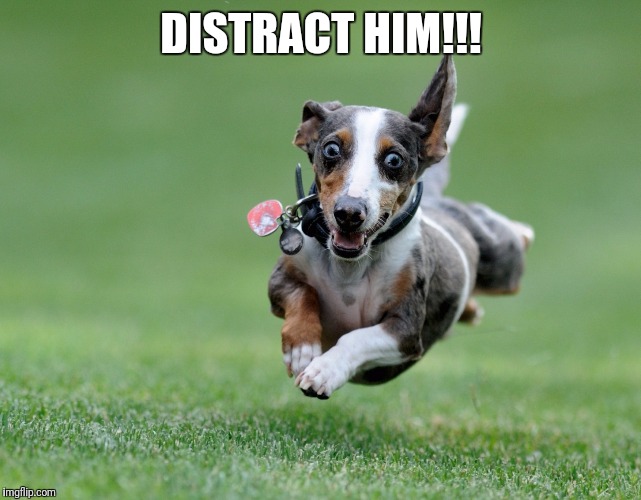 Excited dog | DISTRACT HIM!!! | image tagged in excited dog | made w/ Imgflip meme maker