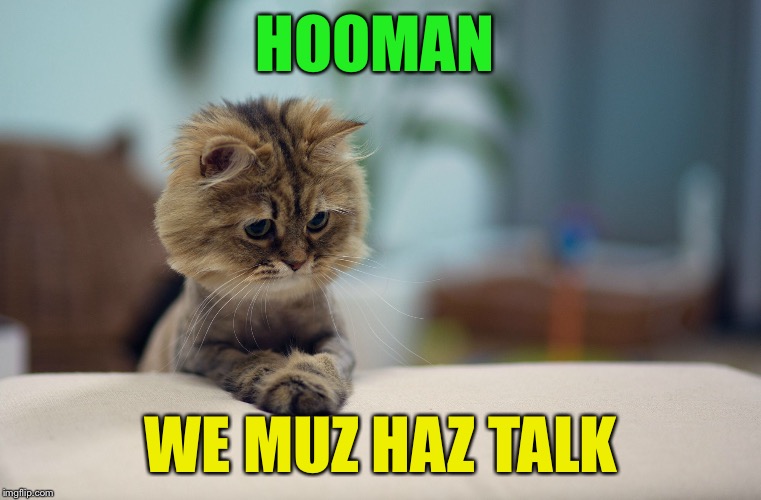HOOMAN; WE MUZ HAZ TALK | image tagged in memes,cat | made w/ Imgflip meme maker