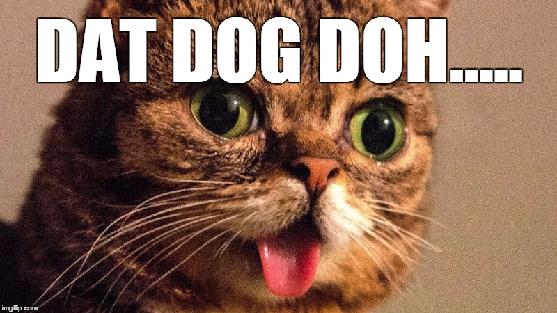 Dumb Cat | DAT DOG DOH..... | image tagged in dumb cat | made w/ Imgflip meme maker